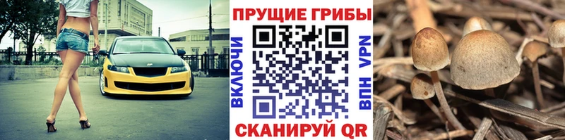 маркетплейс официальный сайт  блэк спрут вход  Заволжье  Галлюциногенные грибы GOLDEN TEACHER 